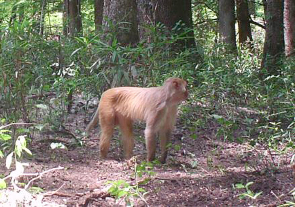 Rhesus monkey loose in Southwest gets shy Local News