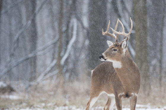 Dnr Confirms Cwd In Wild Deer Harvested In Langlade County Local News