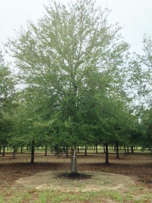 One of the oaks to be planted.