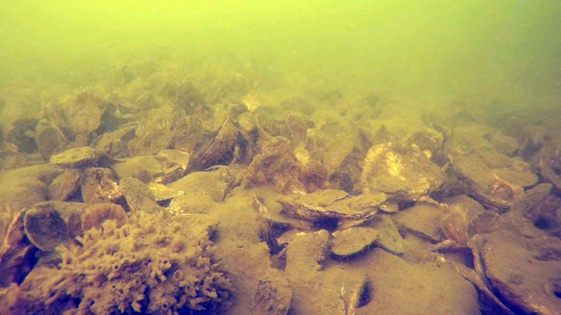 GoPro surveys show benefits of Chesapeake oyster restoration 1 GoPro surveys show benefits of Chesapeake oyster restoration