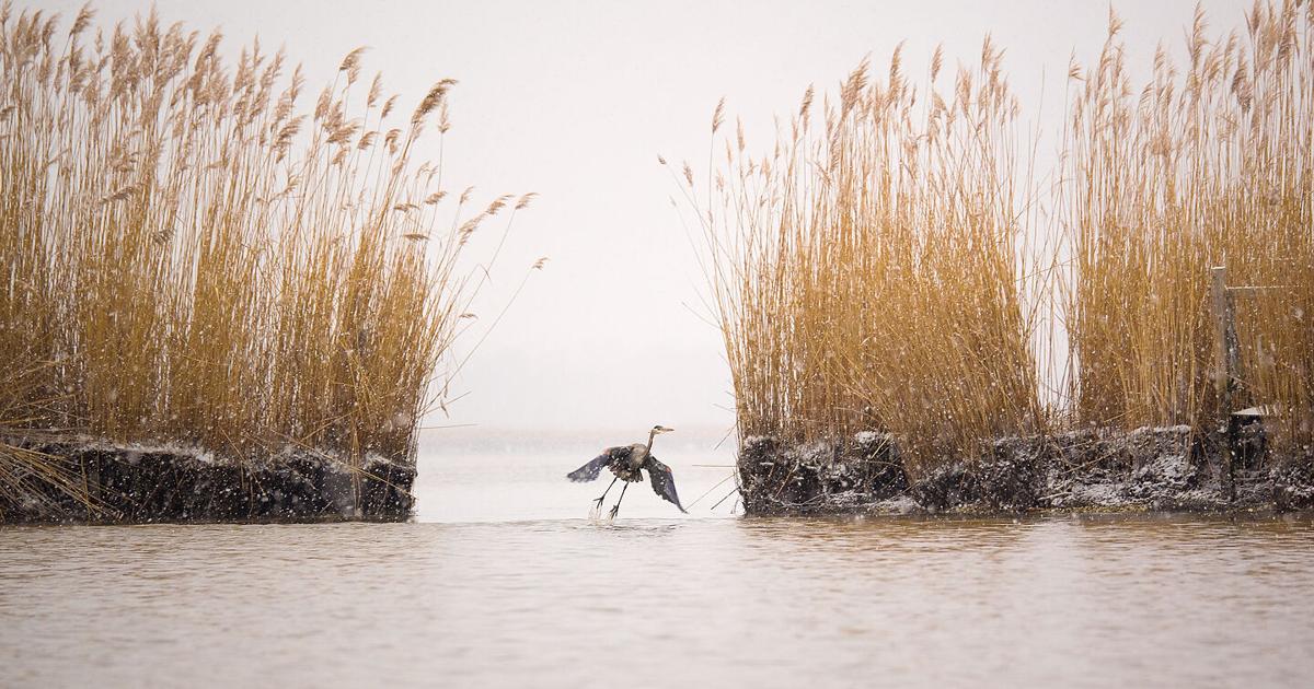 As 2025 approaches, Chesapeake cleanup goal grows more elusive 1 As 2025 approaches, Chesapeake cleanup goal grows more elusive