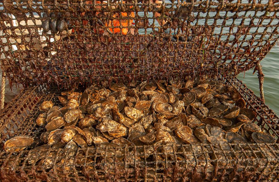 $1 million study races to save oysters from acidification in Bay 1 $1 million study races to save oysters from acidification in Bay