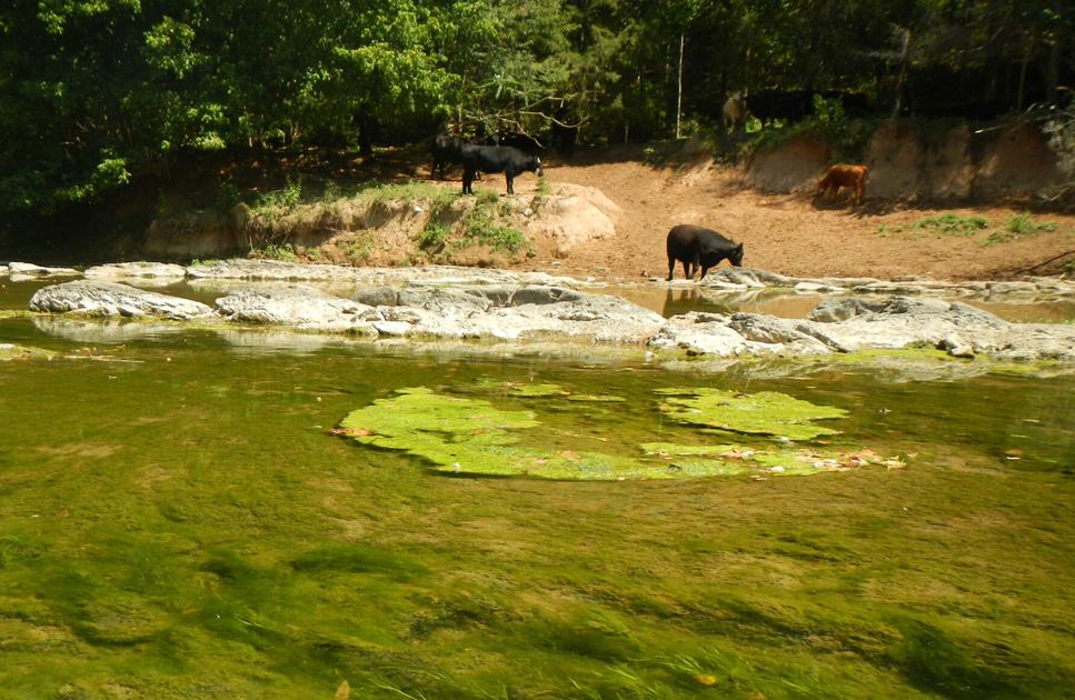 Shenandoah River’s algae woes worsen 1 Shenandoah River’s algae woes worsen