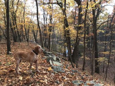 Wallie in the woods
