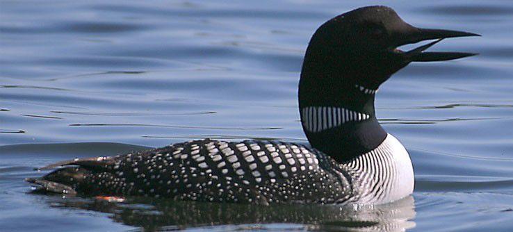 we re for the loon as canada s bird chronicle journal we re for the loon as canada s bird chronicle journal
