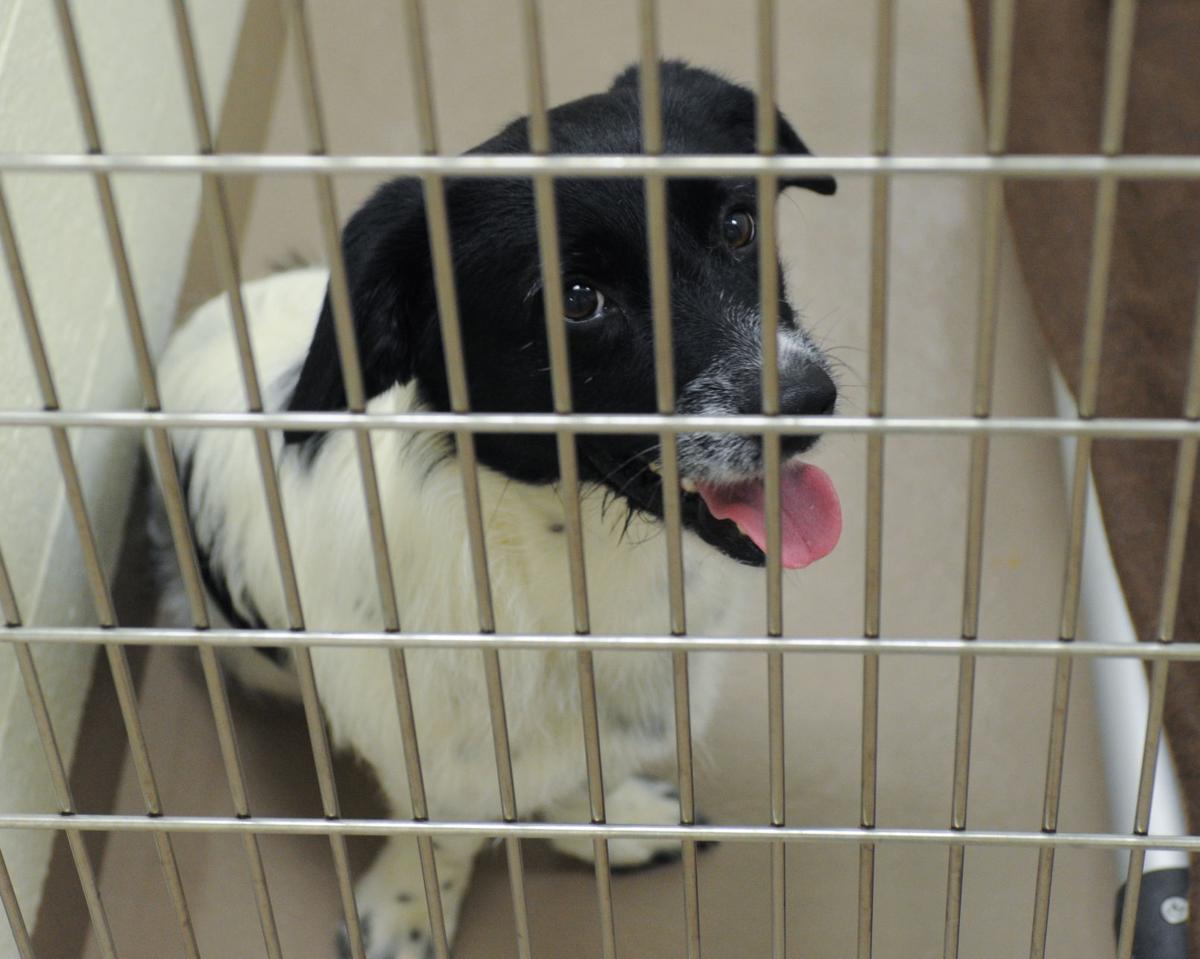 Nokill animal shelter in Christiansburg quadruples in