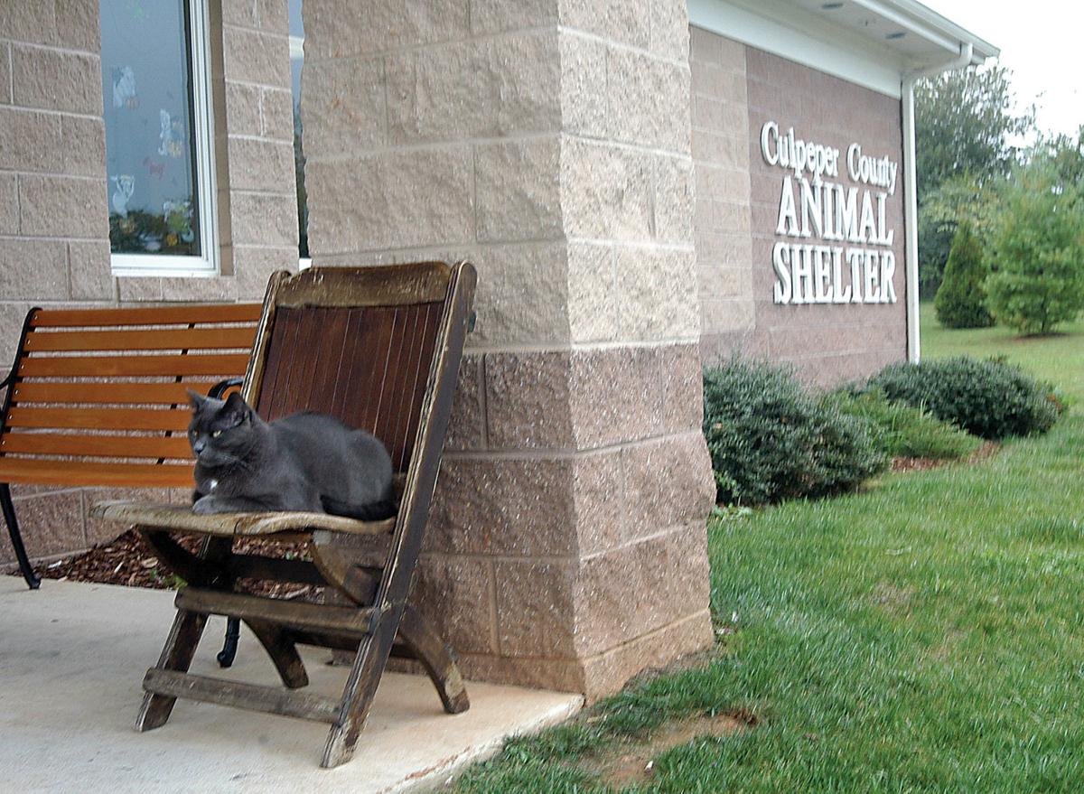 County approves 19K for new floor at Culpeper animal shelter