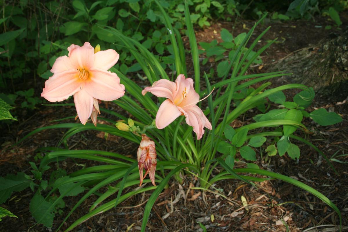 Gardening: Learning the botanical names of plants can ...