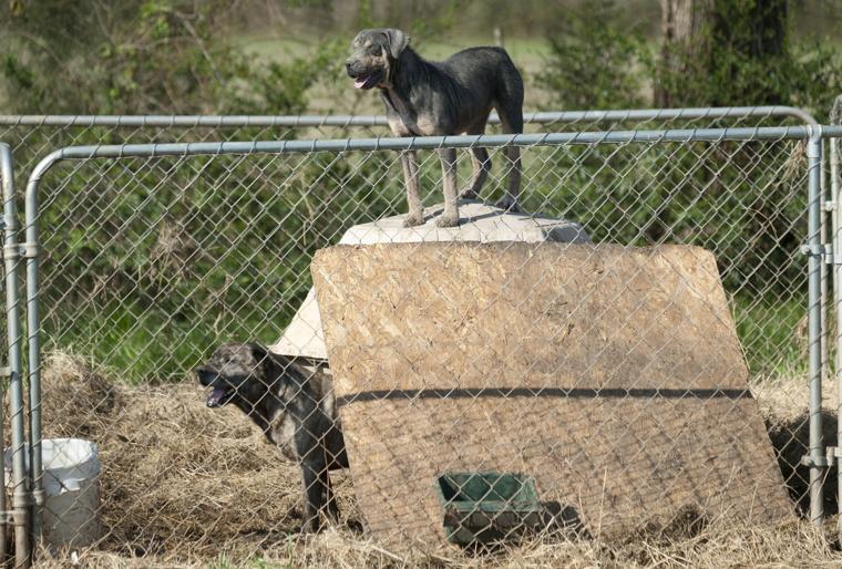 Lawrence Animal Shelter Decatur Daily News