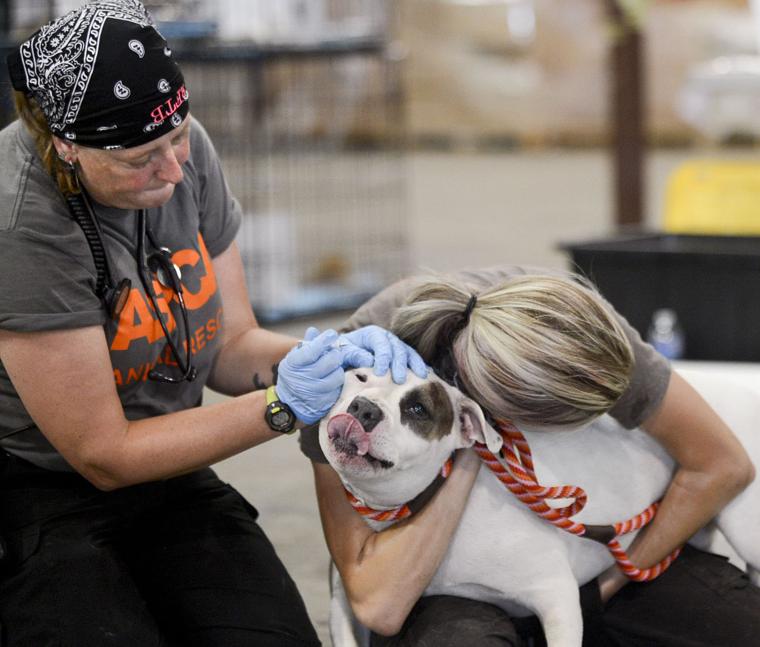 Lawrence County ASPCA Emergency Animal Shelter Decatur Daily News