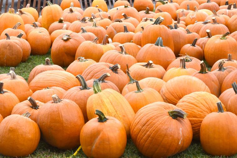 Pumpkin Patch Annual Sales