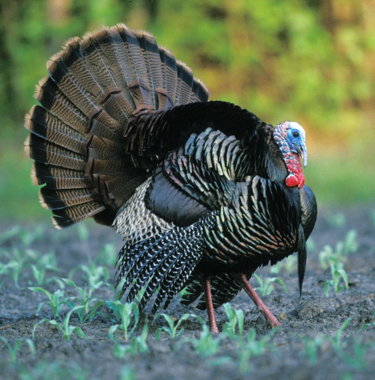 Alabama turkey hunters have new rule to follow this season Local