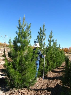 Afghan pine trees - El Paso Inc.: Home