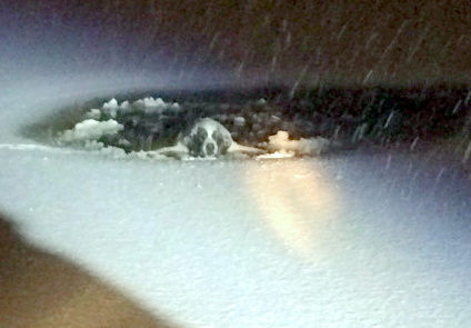 Fairfax County firefighters save dog that fell into frozen lake