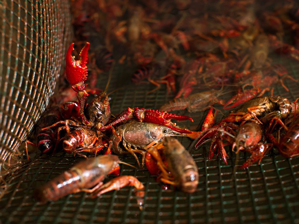 In Arkansas, Delta Crawfish Gives The Ozarks a Taste of Louisiana