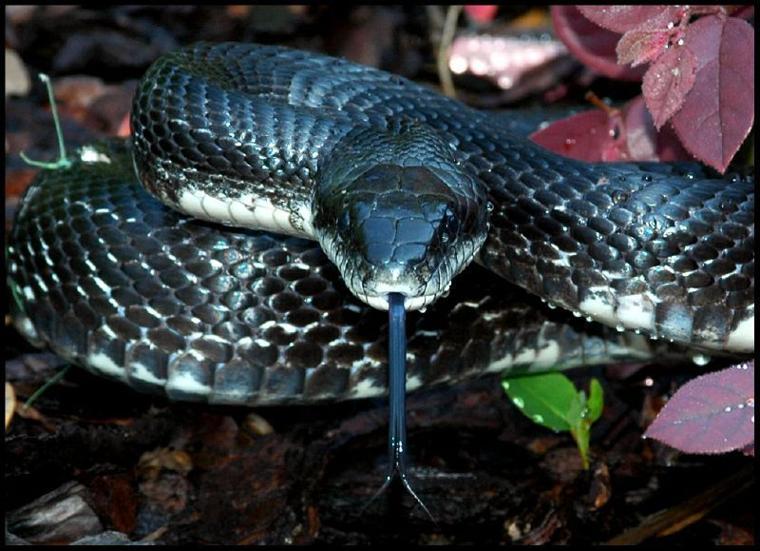 iHerp Member Blog "Maryland's Black Rat Snake"