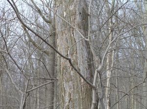 Pin+Oak+Tree+Canker Hypoxylon Canker affects weakened oak trees - The Frederick News-Post ...