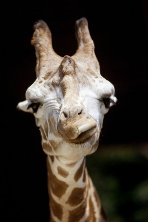 Catoctin zoo finds cause in giraffe death | Frederick County