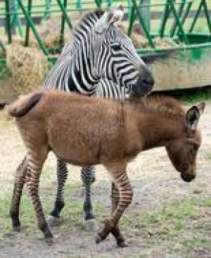 Zebra? Donkey? Both - The Frederick News-Post : Home