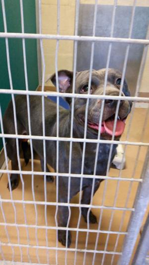 Texas City police report describes pit bulls' attack of beagle