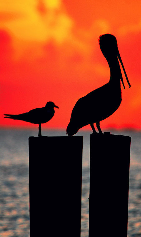 “Gull and Pelican”