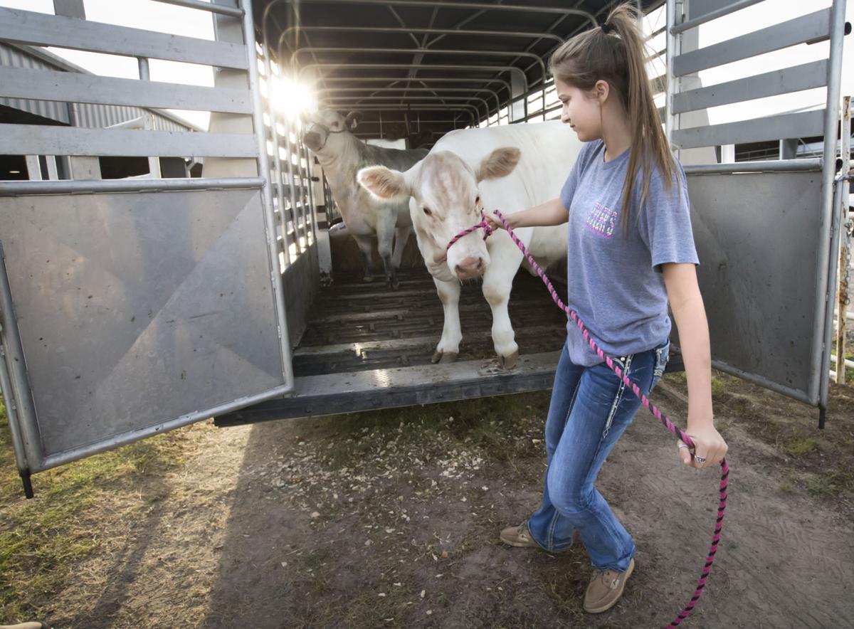 Gearing up for the Galveston County Fair amp; Rodeo News galvnews.com Gearing up for the Galveston County Fair amp; Rodeo News galvnews.com