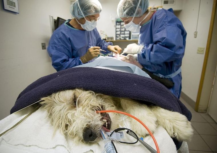 Jackson vet helps injured animals News