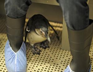 penguin_gso_encounter004.JPG