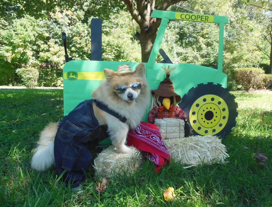 The Pet Shop Halloween Costume Contest entries Greensboro News