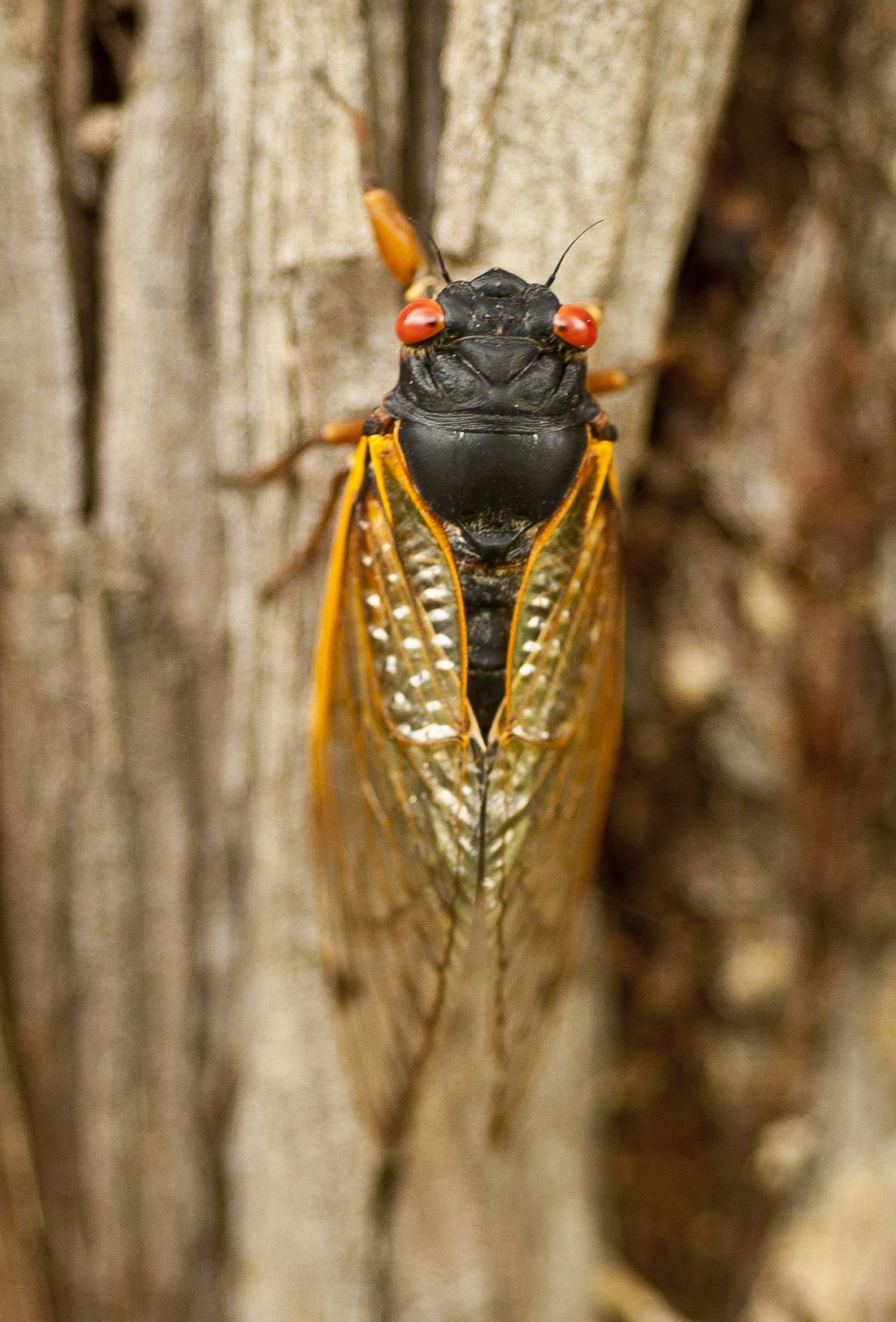 After 17 years underground, cicadas are swarming N.C. Take a listen