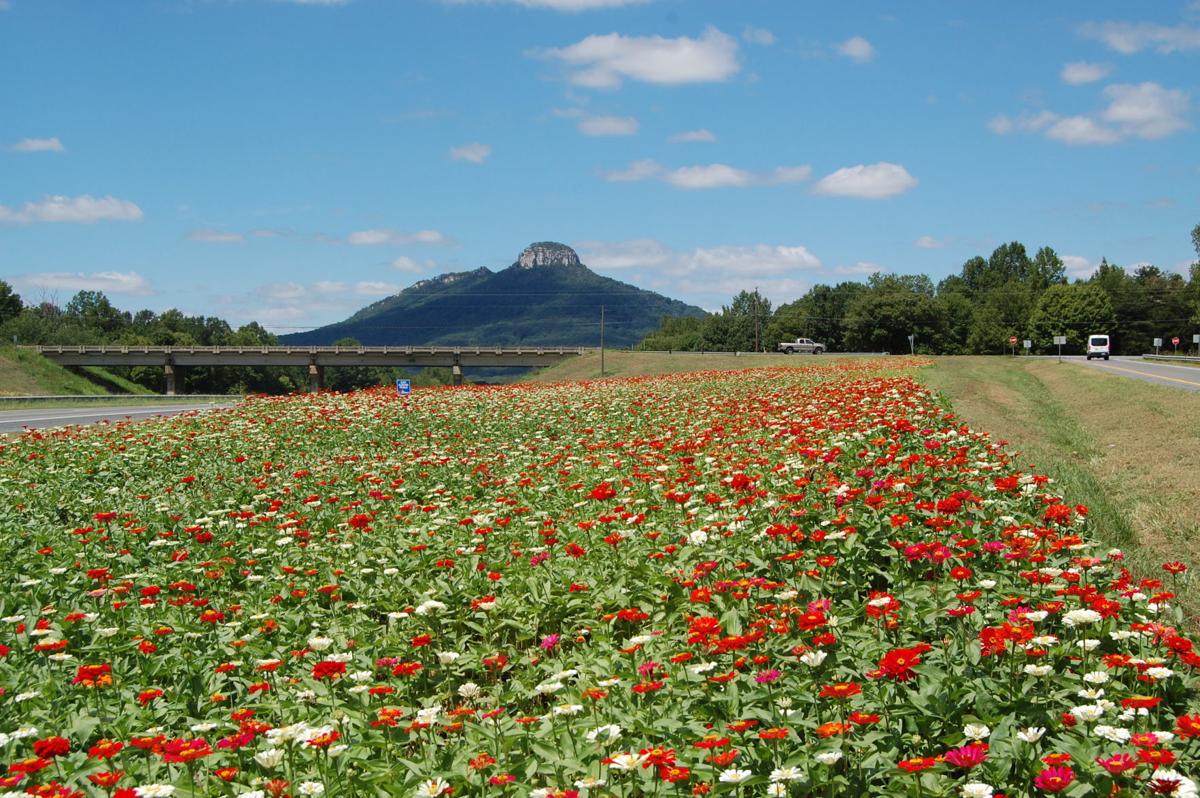 Wild about the flowers Where to find the best highway flowerbeds in NC AP North Carolina