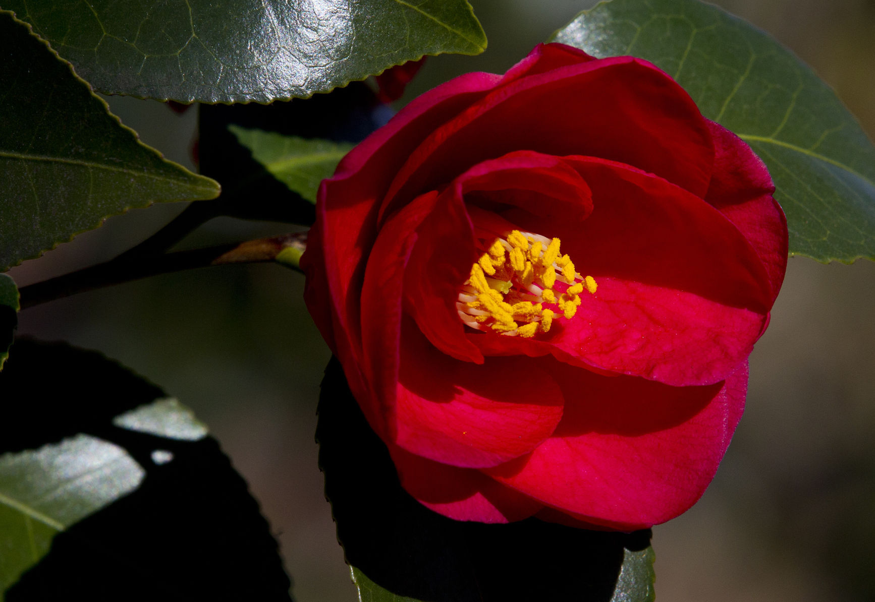 цветок красная камелия фото