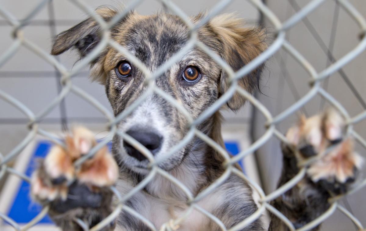 county shelter guilford animal shelter s troubles go back to the late 1990s local news greensboro county shelter guilford animal shelter s troubles go back to the late 1990s local news greensboro