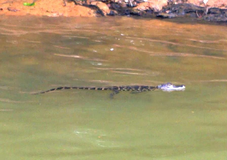 State wildlife officials confirm alligator sightings at Lake Lanier News