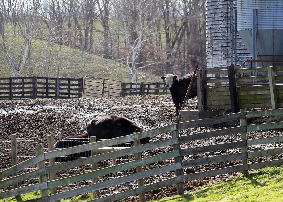 producers livestock auction gallipolis ohio