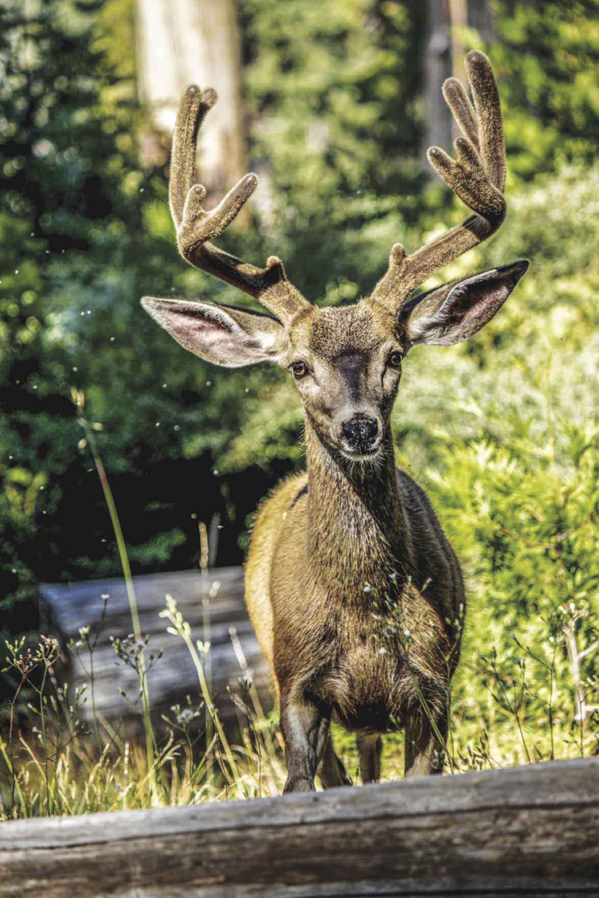 Eastern Ky. elk tours begin Sept. 10 Features/Entertainment herald