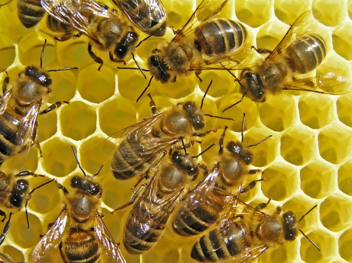 Workers labor to keep honey bees alive in winter Regional News