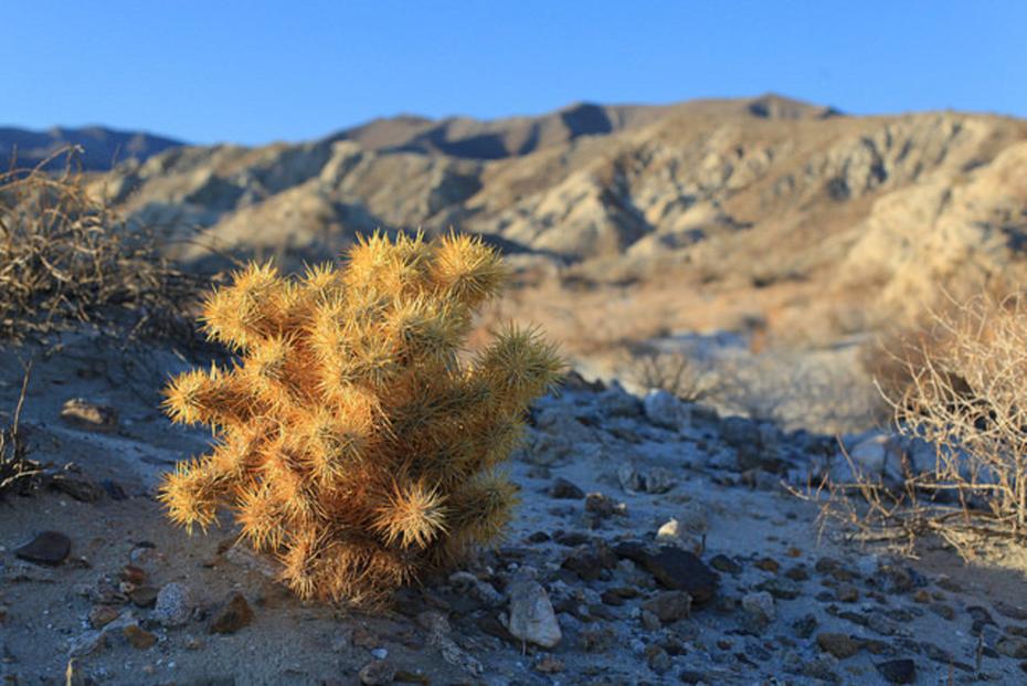 Plant life Valley's desert among the most biodiverse in world