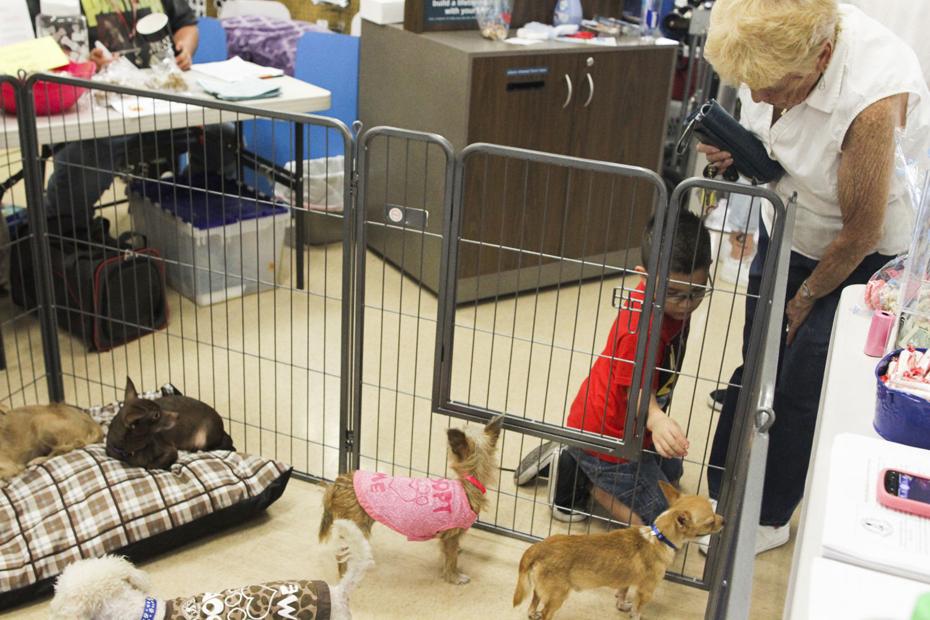 Petco Pet Adoption Imperial Valley Press Online Photos