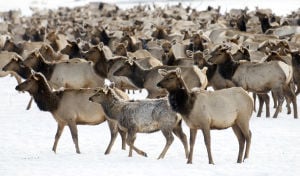 Elk on National Elk Refuge