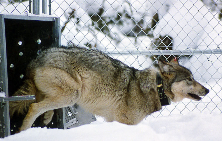 Yellowstone wolves at 20