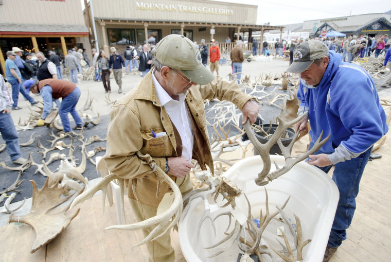 Elk antler auction breaks records Jackson Hole News&Guide Features
