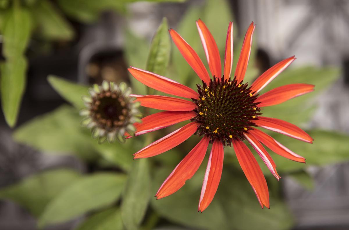 Native Plants at Frank�s Perennial Border Galleries