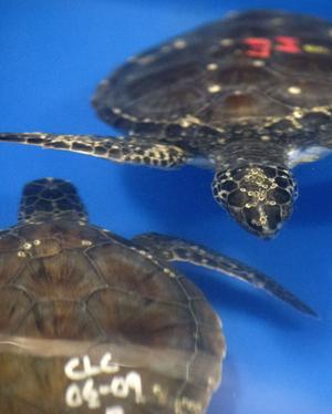Four Green sea turtles find refuge at Greensboro Science Center after cold snap