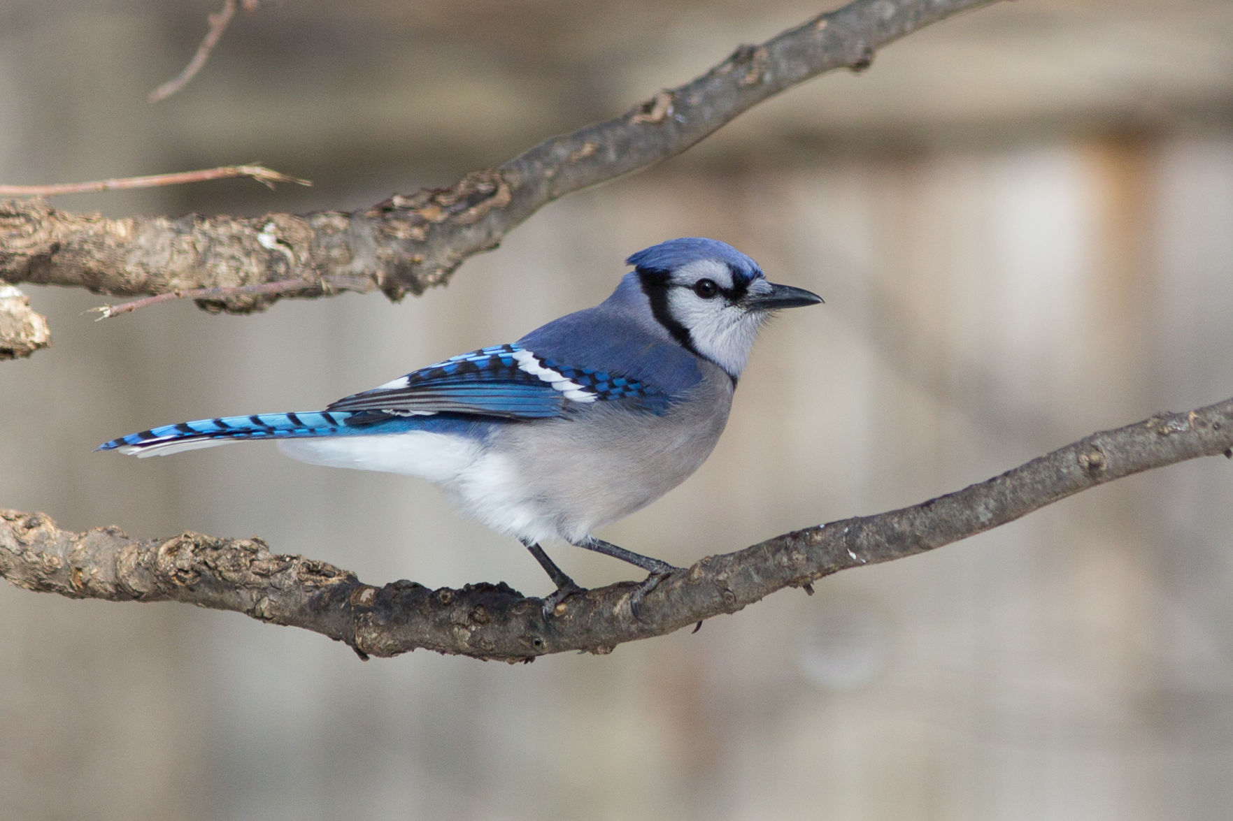 Blue jay