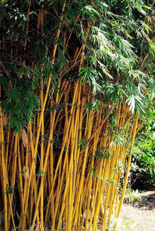 Alphonse Karr bamboo
