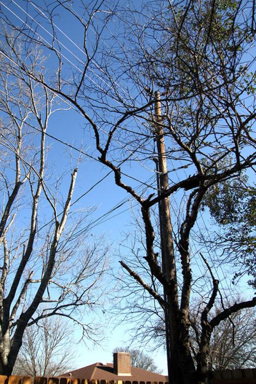 Trees and Powerlines