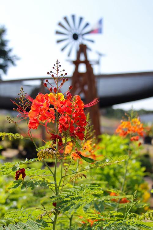 Fall plants