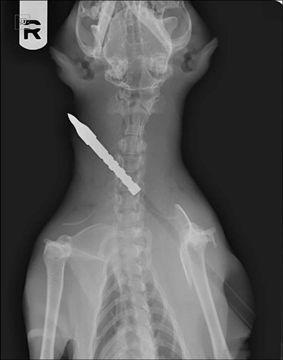 Articulated Cat Clavicles?