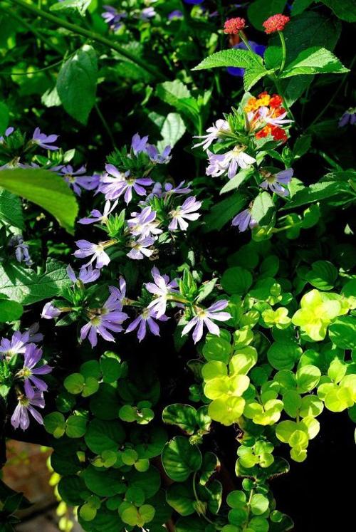 Surdiva Light Blue scaevola